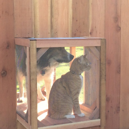 Pet look out holes