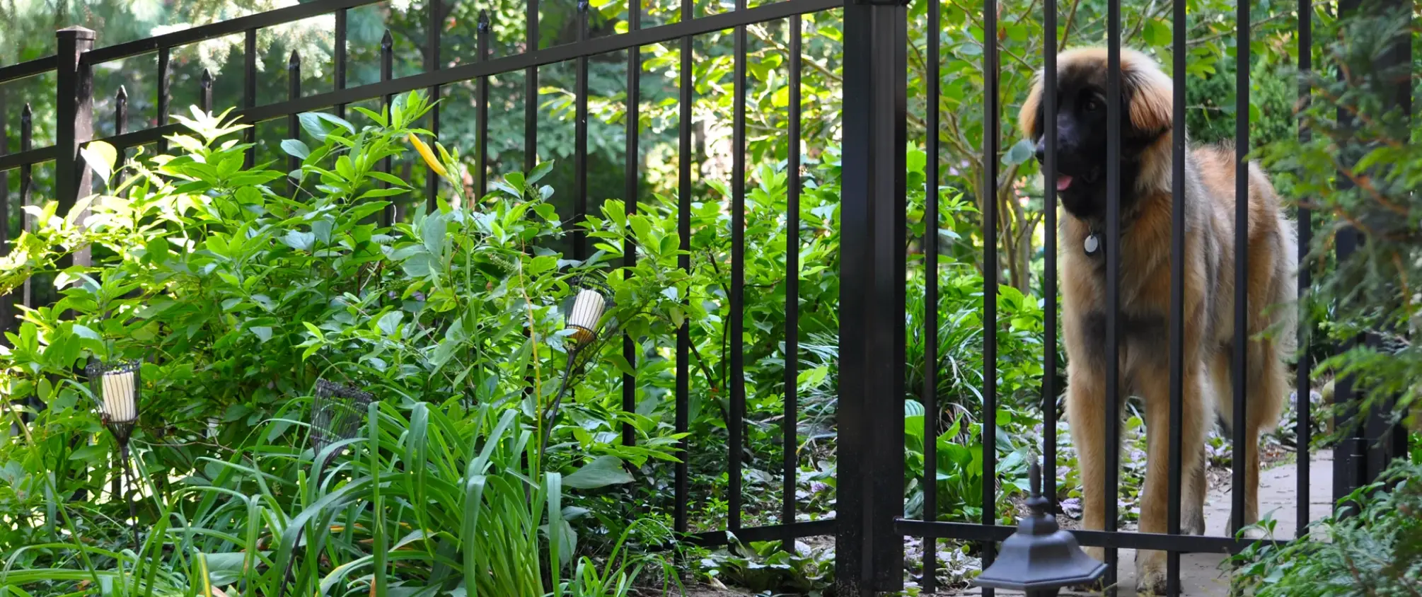 Black aluminum fence enclosing landscaped garden with large dog behind gate