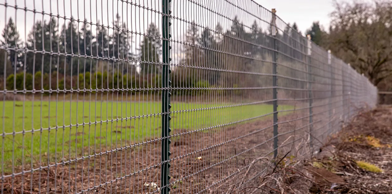 Wire Fence 3